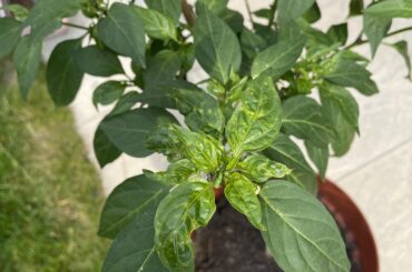 What’s wrong with the leaves? Pest or nutrient deficiency?