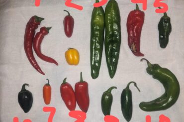 Identification help please.