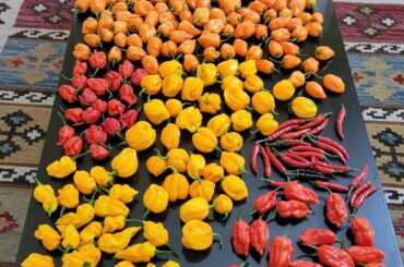 First year growing peppers, what now?