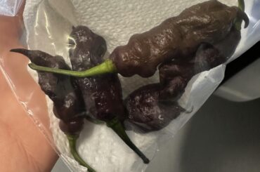 “That’s shit from a butt.”