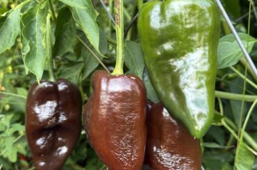 Are these Poblanos at their final colour stage?   Do they go full red, or am I ready to dehydrate them now?