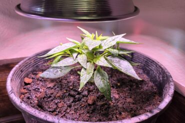 Dwarf Thai 3 Month Update