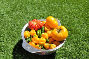 Habs or scotch bonnets?