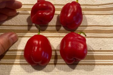 Anyone know what these are???