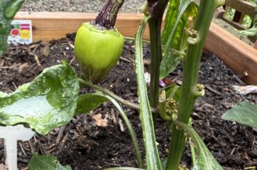 My Buena Mulata Plants are Corrupted