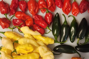 Finally got a decent "today's haul" pic