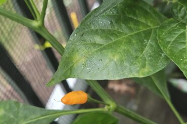 Please help me identify my questionable orange and purple peppers.