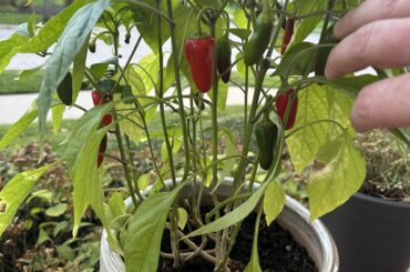 When should I yank these?