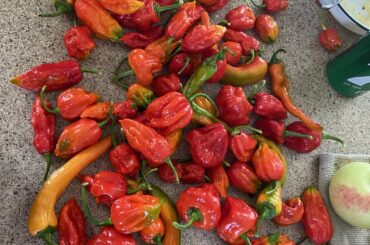 The hottest sauce I can possibly make
