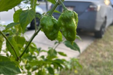 Please help what do I have here