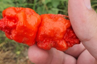 Interesting "fused" Carolina Reapers