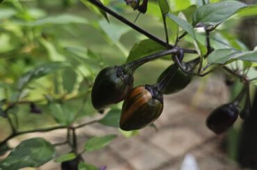 Got these seeds in a mixed bag.