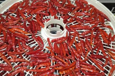 If you havnt tried before, highly recommend drying your peppers and grinding them up. The flavor is incredibe