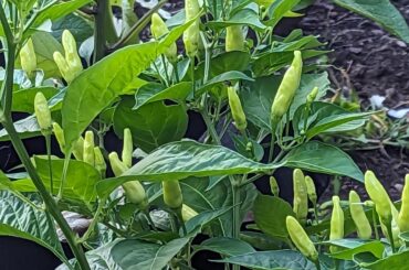 Been waiting on these Tabasco. People said wait until they turn color, but it's been awhile and just today I noticed only one. They're spicy for sure