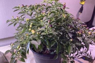 Anyone know what these Home Depot peppers are? Ornamental Chiltepins?