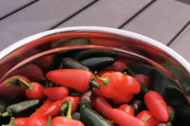 My peppers don't get spicy at all! What am I doing wrong?