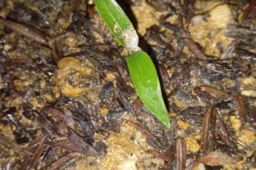 why does my seedlings leaves have these spots?