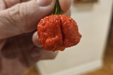 Off pheno Beast looking scary