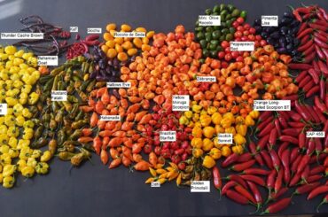 Last big harvest of the season