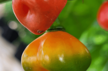 A colorful ripening job