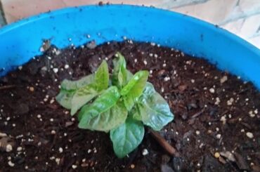 Scotch Bonnet Seedling