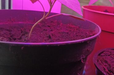 Young pepper plant bending slightly, and we chilling or nah