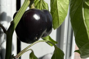 I bought a red habanero plant but this pepper has been black for about a month and half now. Also the leaves are permanently curled and wilted. Whats happening?