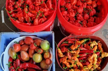 Yesterday's Harvest - Lots of Reapers!!!