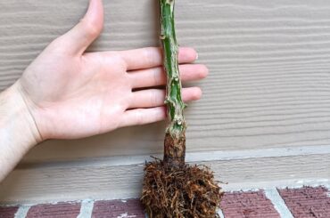 My extreme pruning experiment. 10 days later