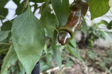 My inner 13 y/o boy is amused