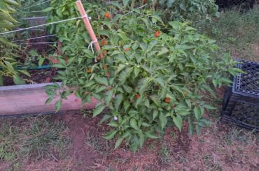 Loving this habanero