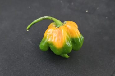 Help identify chili pepper