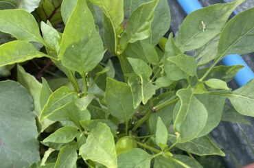 Can someone ID this hard working volunteer?