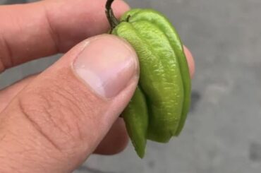 Third times a charm: what pepper is this?