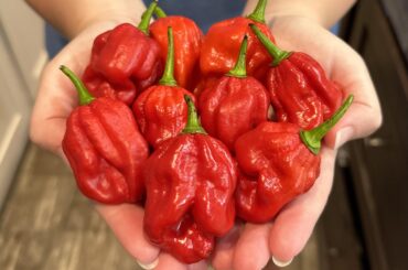 Summer heat is finally starting to die down and the pods are popping off again!