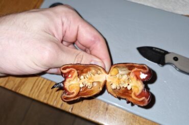 Cut open this beast of a pepper to harvest seeds