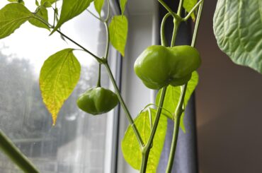 Are these scotch bonnets?
