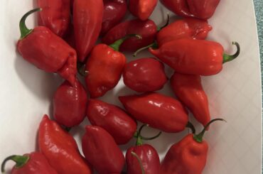 Pepper ID, Are these ghost peppers?