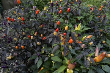 Lila Luzi, what to do with an the peppers?