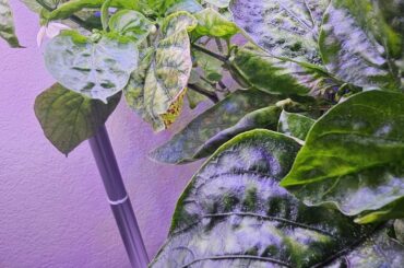 What's this on my bell pepper leaves?