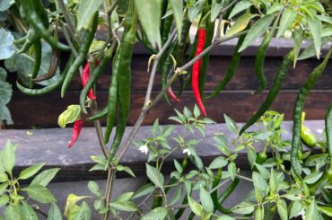 What pepper is this?