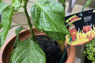 My 1st hot pepper plant