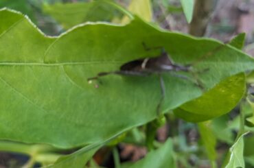 Help identifying bug