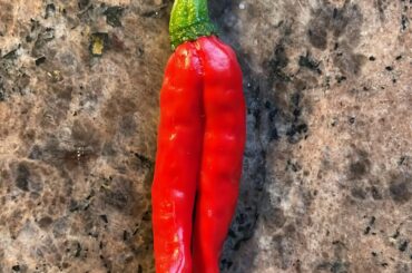 Anyone else harvested a duo? (Arbol)