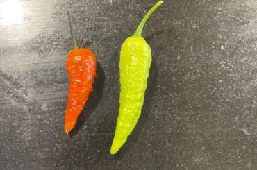 Can you identify this hot pepper?