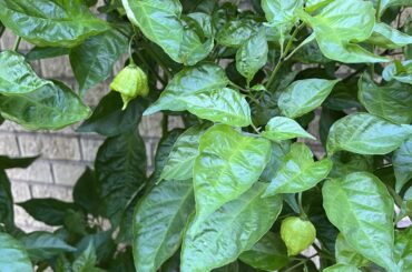 New to this. What to do with all these peppers???