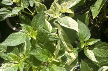 Dragon Roll pepper plant with variegated leaves
