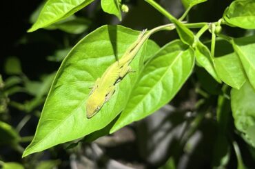 My resident lizard sleeps on a pepper leaf every night
