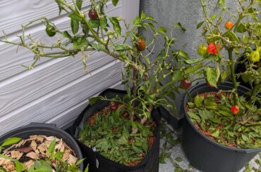 Is this plant essentially dead? (Info in comments)