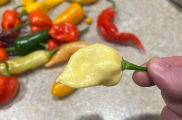 White Habanero?